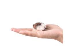 Paravientos Peludo Para Micrófono Lavalier Clip-on, Funda Antiviento Para Micrófono Lapel