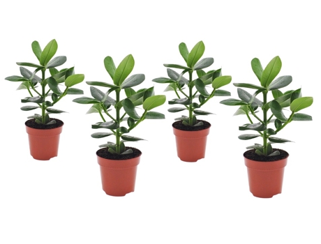 Plantas verdes - PLANT IN A BOX - Clusia rosea Princess - Set de 4 - Maceta 12cm - Altura 25-35cm