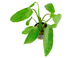 Echinodorus X "ozelot Green"