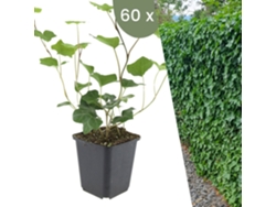 | 60 Plantas De Hera | Hedera Hibernica | Trepadoras Resistentes | Cobertura Del Suelo Perenne Plants By Frank