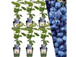 Plantas de Frank | 6 plantas de arándanos | 100 plantas frutales orgánicas | arándanos | plantas de jardin | Plantas resistentes para el jardín