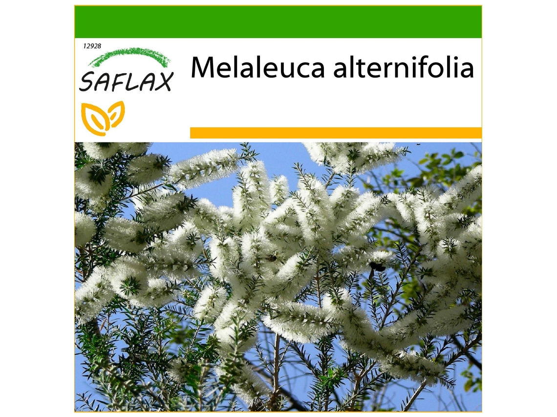 SAFLAX Árbol del té 400 semillas Con sustrato de cultivo libre de gérmenes Melaleuca alternifolia