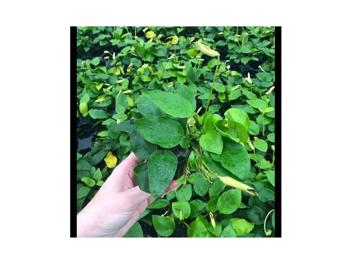 Anubias Nana "golden"
