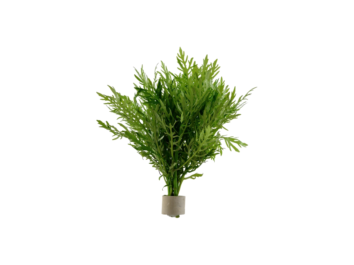 Hygrophila Difformis