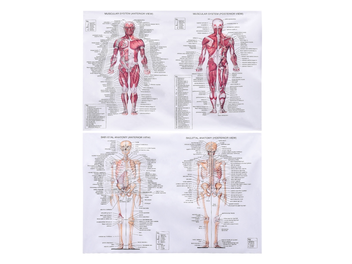 Vistas del sistema muscular y anatomía esquelética
