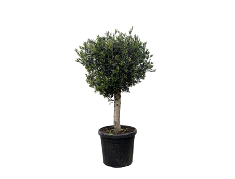 Olivo ole o olea europaea lorc 1 pieza 200 cm