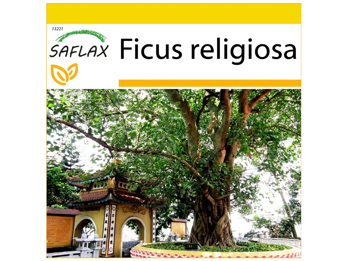 SAFLAX Conjunto de cultivo Higuera sagrada 100 semillas Con mini invernadero, sustrato de cultivo y 2 macetas Ficus religiosa