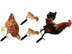 Juego De 4 Estacas Decorativas De Acrílico Para Jardín O Gallinero.