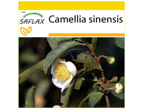 SAFLAX Conjunto de cultivo Árbol del té 6 semillas Con mini invernadero, sustrato de cultivo y 2 macetas Camellia sinensis
