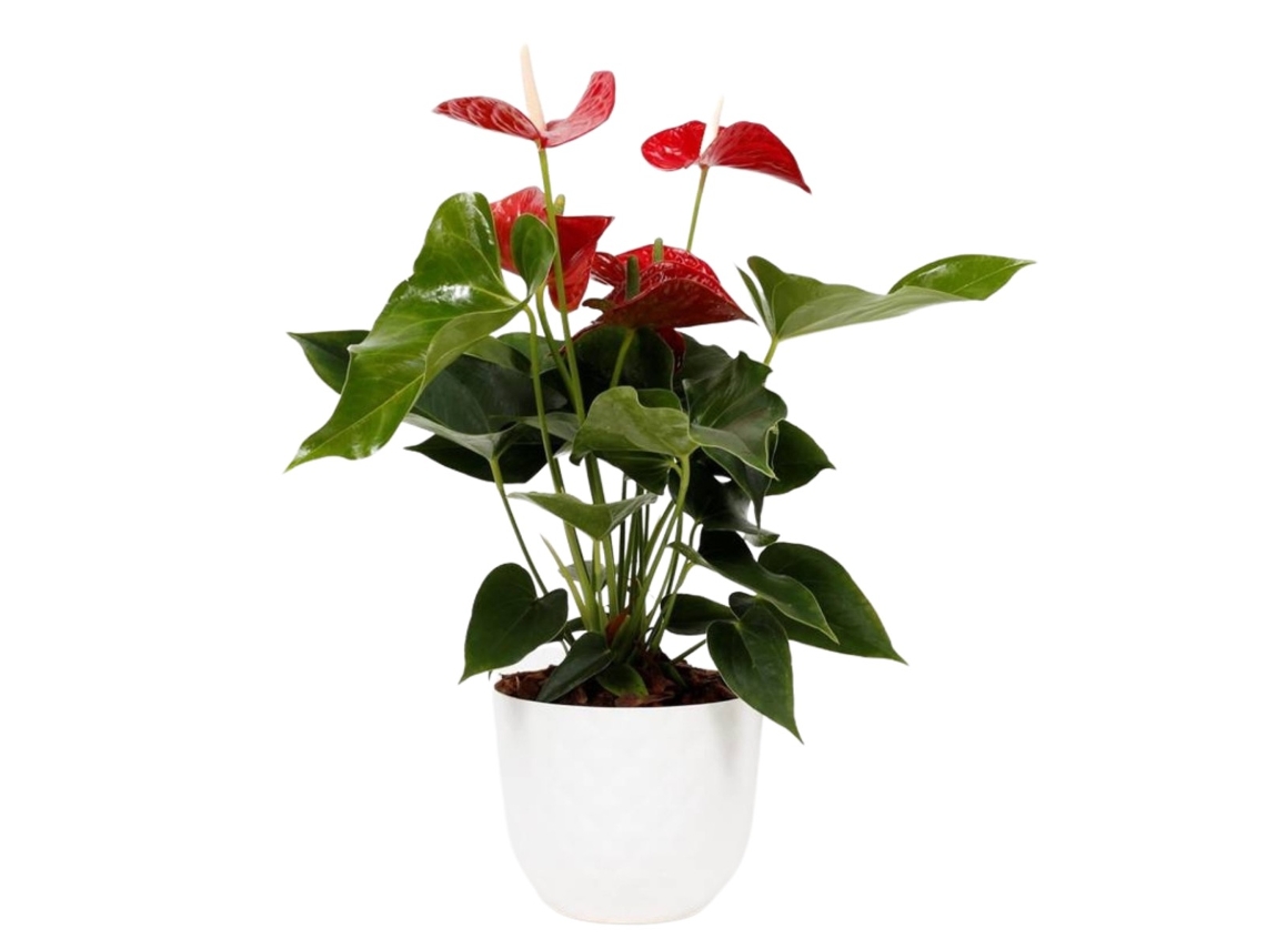 Planta Natural BIOMA PLANTS Antúrio Rojo c/Florero (Biodegradable, Granito - Blanco)