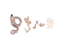 Juguete Sobre El Ciclo De Crecimiento De La Serpiente, Modelo Educativo De Pvc, Animal En Miniatura Para Niños.