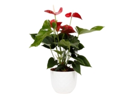 Planta Natural BIOMA PLANTS Antúrio Rojo c/Florero (Biodegradable, Granito - Blanco)
