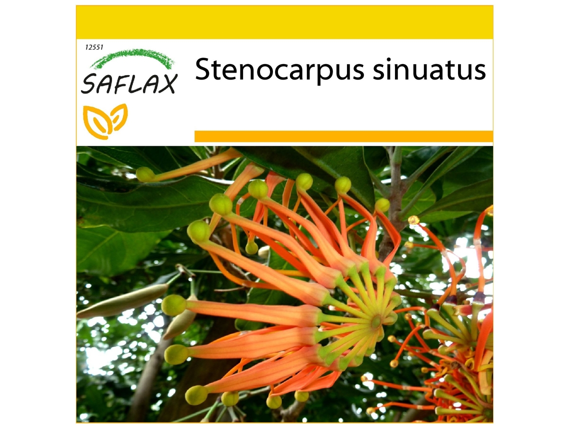 SAFLAX Conjunto de cultivo Árbol de ruedas de fuego 20 semillas Con mini invernadero, sustrato de cultivo y 2 macetas Stenocarpus sinuatus