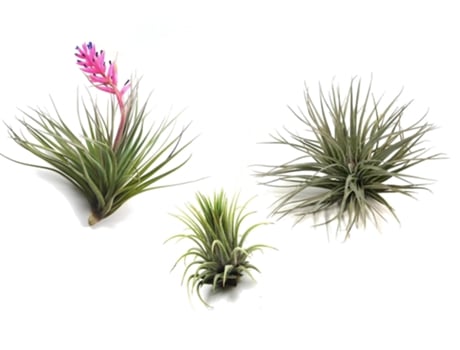 Air plants - PLANT IN A BOX - Tillandsia - Set de 3 - Maceta 5cm - Altura 5-15cm