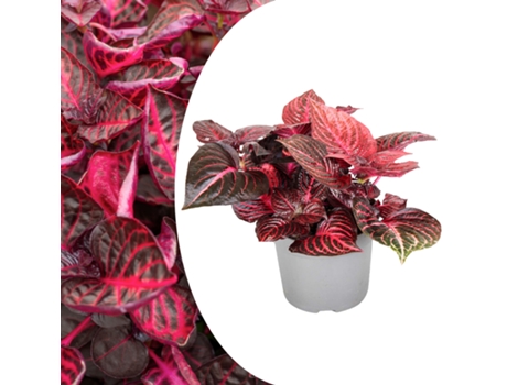 Plantas verdes - PLANT IN A BOX - Iresine Herbstii - Set de 1 - Maceta 13cm - Altura 20-30cm
