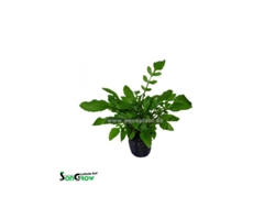 Rorippa Aquatica (syn: Armoracia Aquatica)