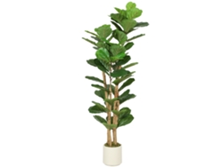 Ficus Lyrata 150cm 71 Hojas Tronco Madera Maceta Verde