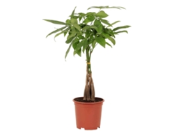 Planta Natural BIOMAPLANTS Pachira Aquatica (70-80 cm - Maceta 19 cm)