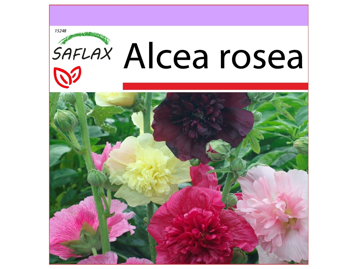 SAFLAX Mezcla de malvarrosas 100 semillas Alcea rosea