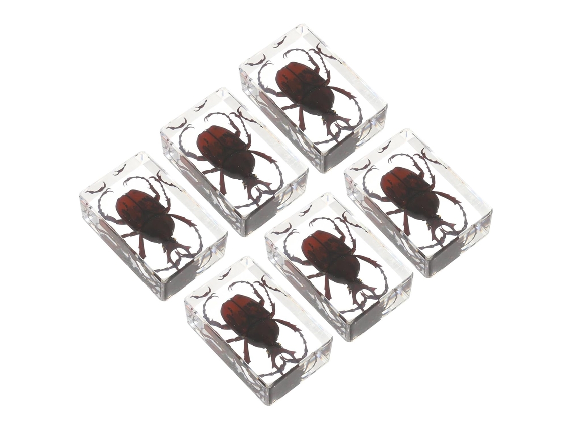 Conjunto De 6 Ejemplares De Resina De Escarabajos, Arañas Y Ácaros, 4,5 Cm