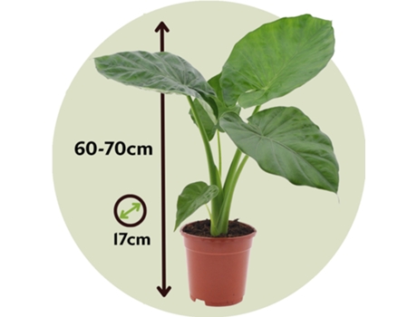 Plantas verdes - PLANT IN A BOX - Alocasia macrorrhizos - Set de 2 - Maceta 17cm - Altura 60-70cm
