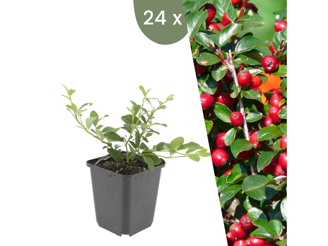 | 24 plantas de Cotoneaster | Cotoneaster Dammeri | Cobertura vegetal resistente | Plantas perennes resistentes | Plantas de jardín resistentes Plantas de Frank