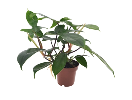 Plantas verdes - PLANT IN A BOX - Philodendron Florida Green - Set de 1 - Maceta 12cm - Altura 20-30cm