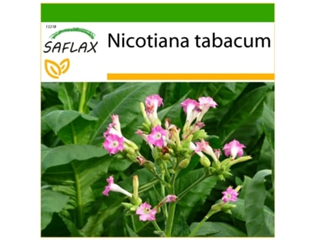SAFLAX Tabaco de Virginia 250 semillas Con sustrato de cultivo libre de gérmenes Nicotiana tabacum
