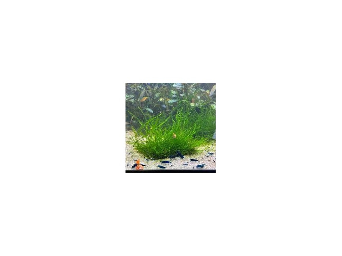 Stringy Moss