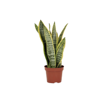 Plantas Naturales