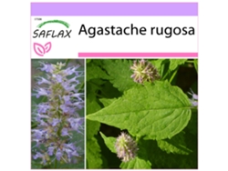 SAFLAX Menta coreana 1200 semillas Agastache rugosa