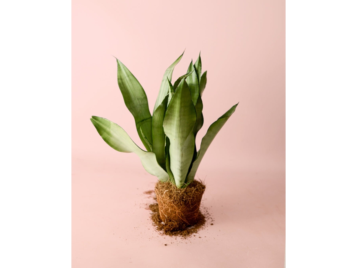Planta Sansevieria Moonshine M, maceta Ø12 cm