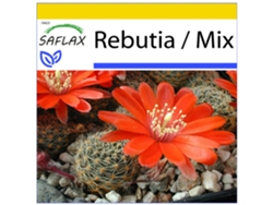 SAFLAX Conjunto de cultivo Rebutia 40 semillas Con mini invernadero, sustrato de cultivo y 2 macetas Rebutia / Mix