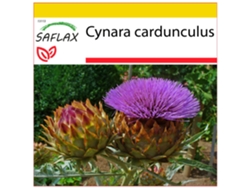 SAFLAX Conjunto de cultivo Alcachofa silvestre 50 semillas Con mini invernadero, sustrato de cultivo y 2 macetas Cynara cardunculus