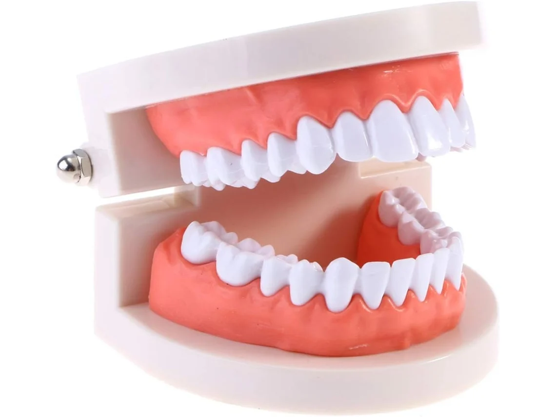 1 Peça Modelo de Dentes Padrão Ensino Odontológico Brinquedo Escovação para Crianças Materiais Estudo Educação Infantil