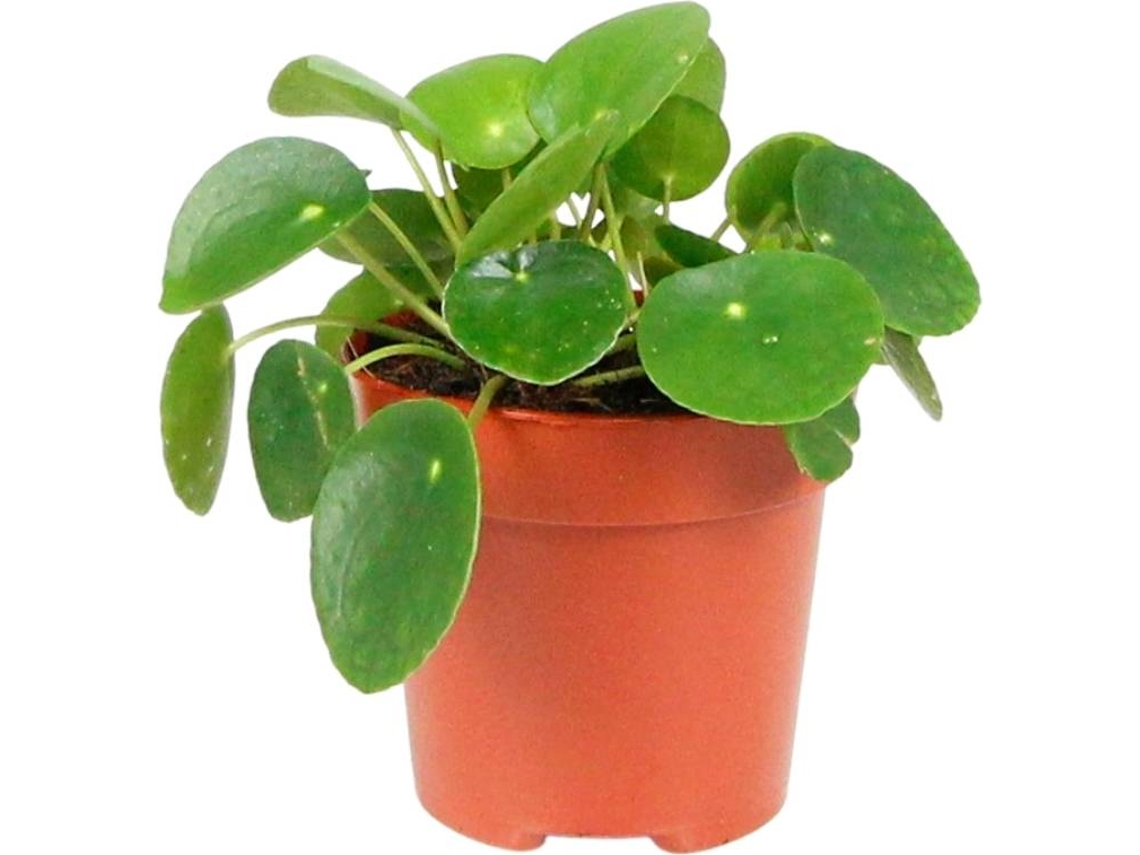 Planta Natural BIOMAPLANTS Pilea Peperomioides (10-20 cm)