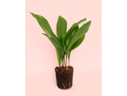 Aspidistra Elatior | Planta de interior resistente, apta para mascotas y con poca luz | Pur Plant