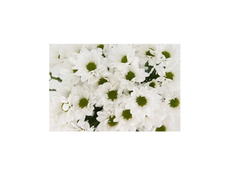 Margarita Crisantemo | Flor Natural | Crisantemo Bacardi | Ramo de 5 tallos | 70cm de alto Blanco