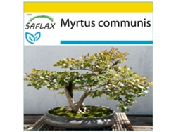 SAFLAX Conjunto de cultivo Mirto 30 semillas Con mini invernadero, sustrato de cultivo y 2 macetas Myrtus communis
