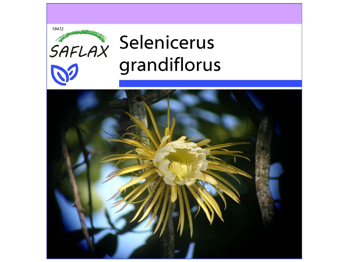 SAFLAX Reina de las flores 40 semillas Selenicerus grandiflorus