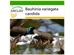 SAFLAX Árbol orquídea blanca 5 semillas Con sustrato de cultivo libre de gérmenes Bauhinia variegata candida