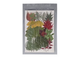 Kit De 90 Flores Prensadas Y Hojas Secas Para Manualidades De Scrapbooking - Resina