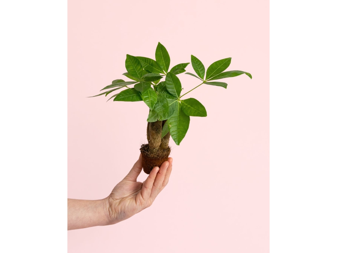 Árbol del dinero Pachira Aquatica, planta natural de interior PUR PLANT