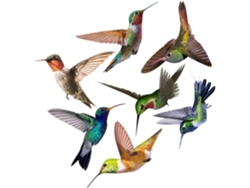 Pvc Decoración 7 Adhesivos De Pared Colibríes