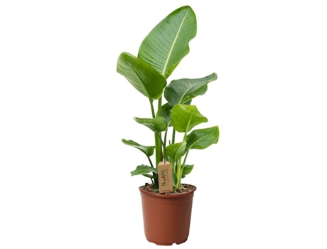 Plantas verdes - PLANT IN A BOX - Strelitzia Nicolai - Set de 1 - Maceta 17cm - Altura 55-70cm