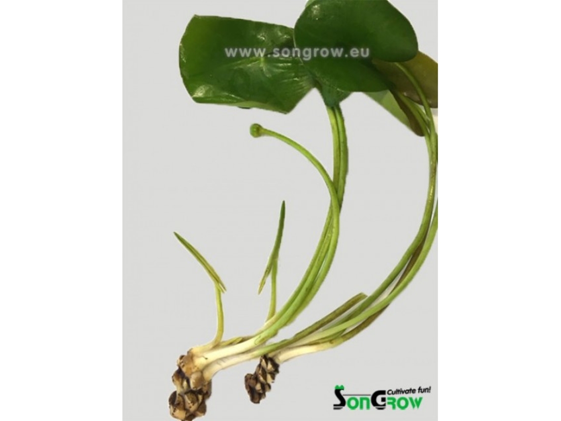 Nuphar Japonica Spatterdock
