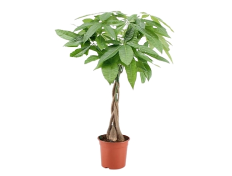 Plantas verdes - PLANT IN A BOX - Pachira Aquatica - Set de 1 - Maceta 17cm - Altura 60-70cm