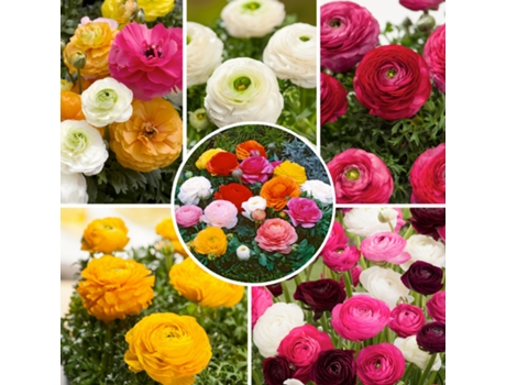 Bulbos de flor - PLANT IN A BOX - Ranunculus - Set de 80 - Maceta 0cm - Altura 0cm