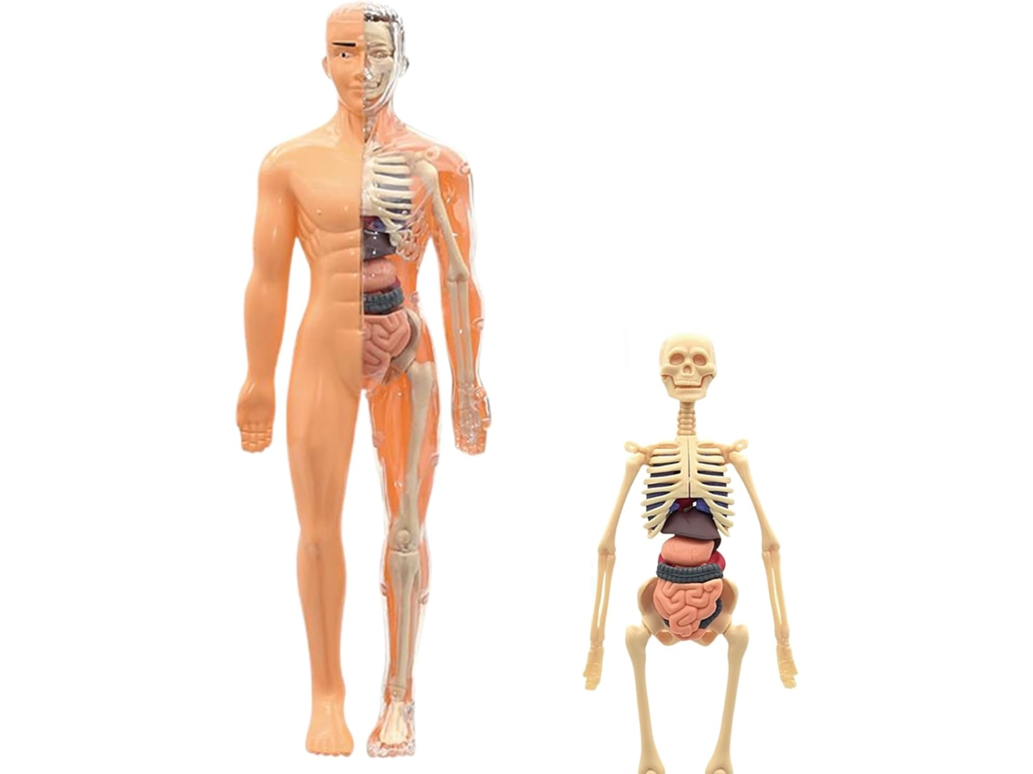 Modelo 3d De Esqueleto Humano Para Anatom A Figura Juguete Educativo Armar Mayores 6 Os Estudiantes Maestros Escuela