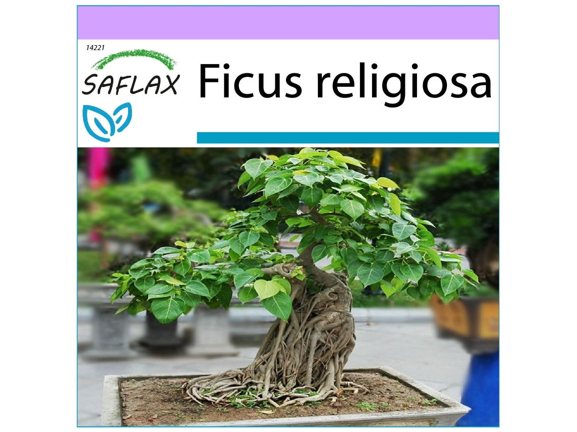 SAFLAX Higuera sagrada 100 semillas Ficus religiosa
